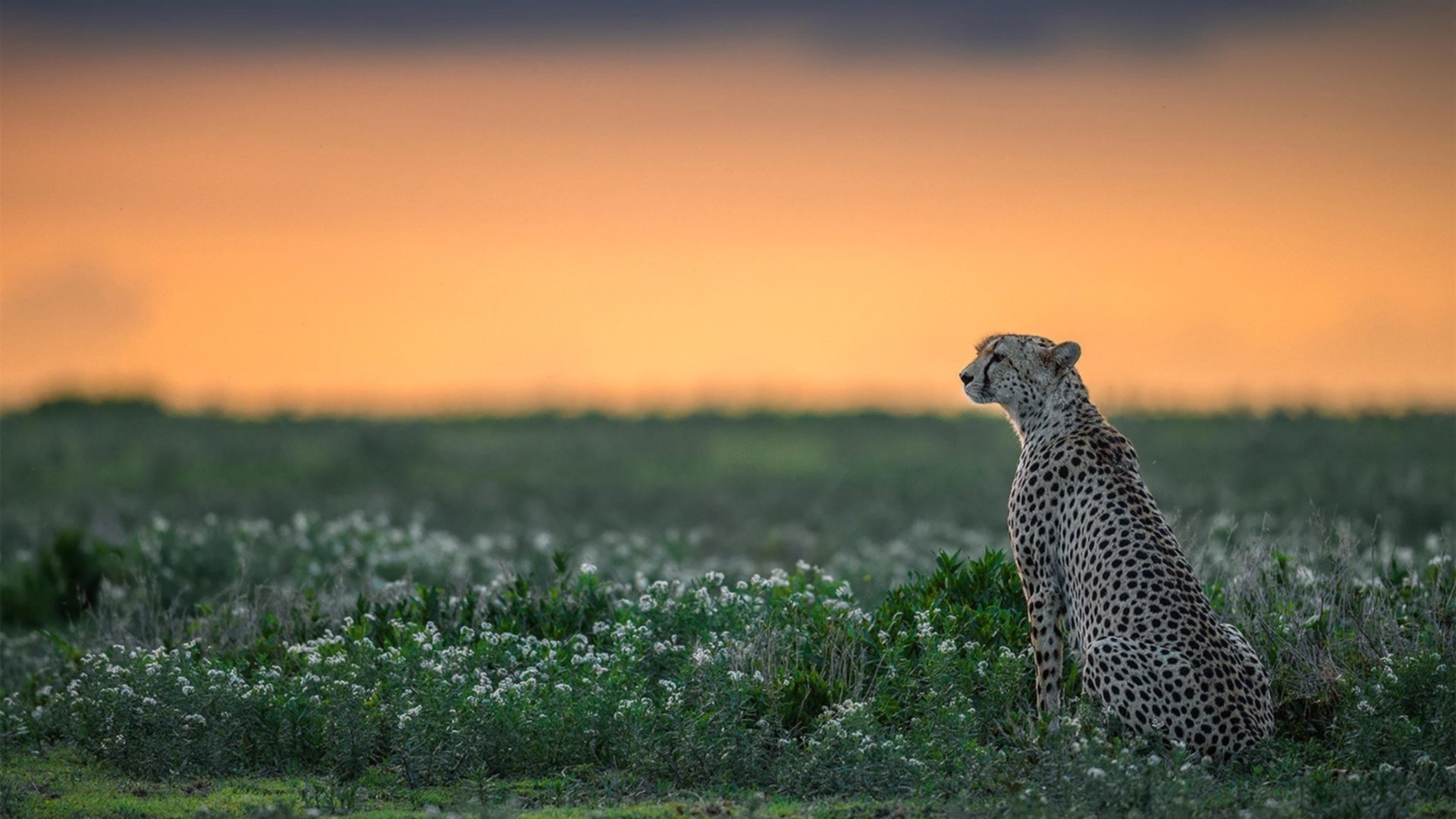 mk sport-CBA联盟完善赛季数据分析标准化体系，cba本赛季数据