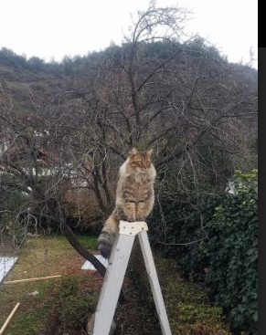 中国选手在世界射箭大奖赛中获得历史最佳名次,中国 射箭 金牌