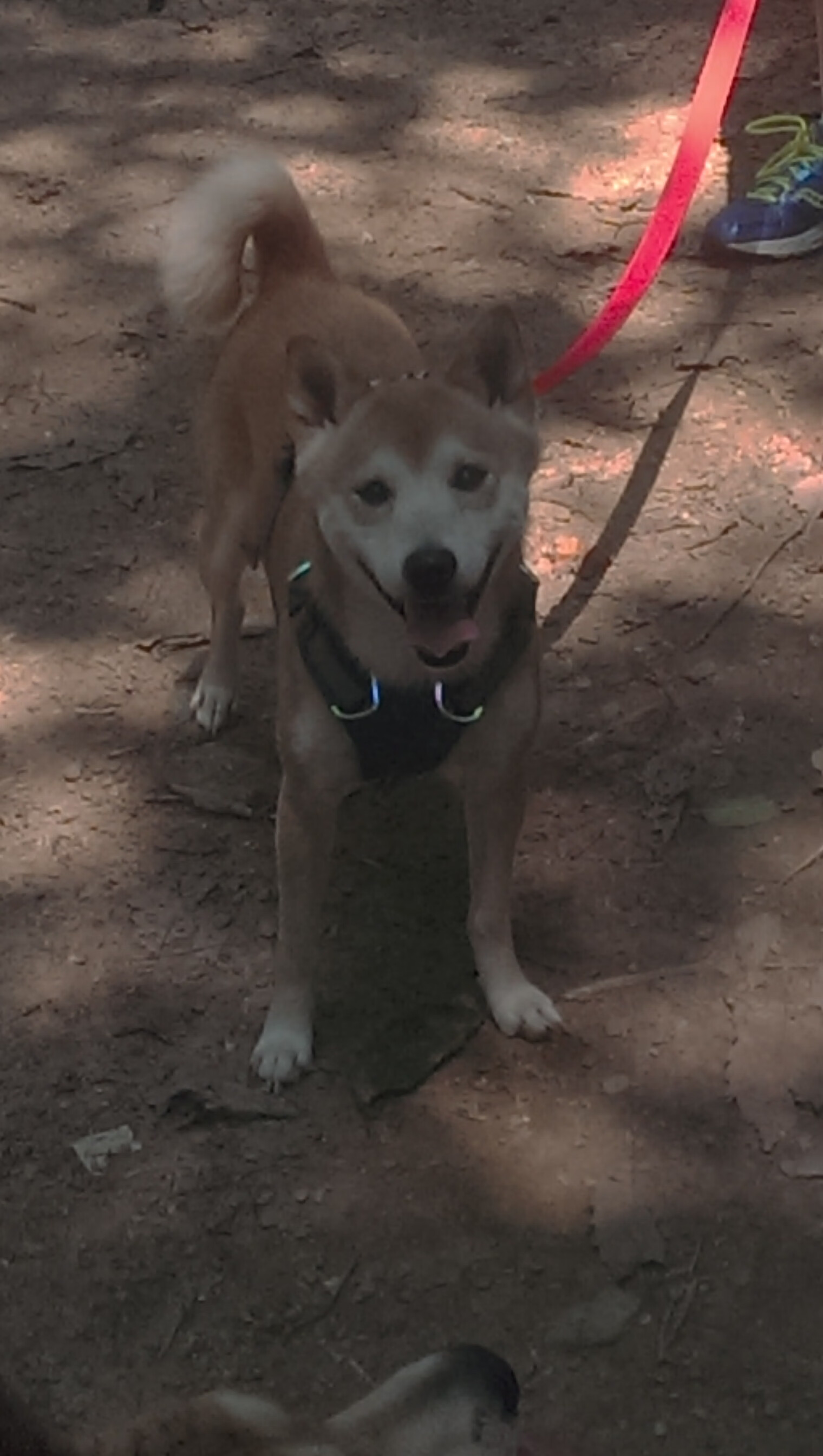 主力伤缺期间球队是否更依赖固定战术应对,主力为什么要补缺口