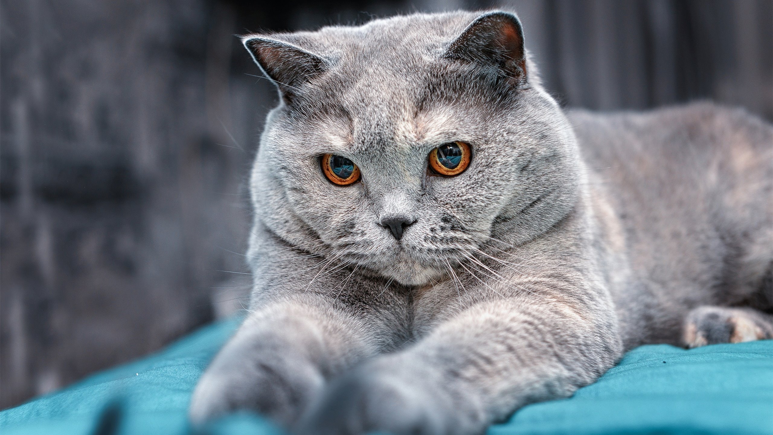 mk体育官方网站-亚冠联赛中国女足晋级 球员默契配合提升，女足亚洲杯中国队成绩