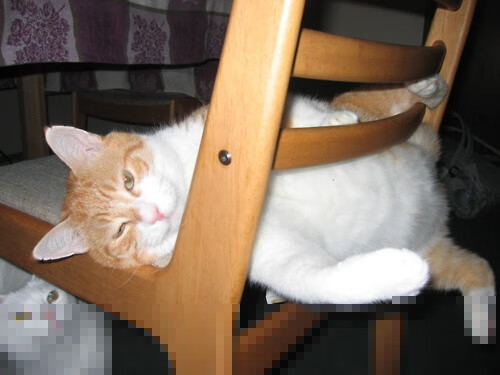 场馆座椅设计优化提升长时间观赛舒适度,体育场馆座椅品牌