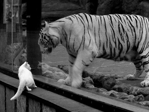 体育mk-球队是否通过压缩空间控制节奏避免比赛崩盘，足球应用了压缩空气的原理