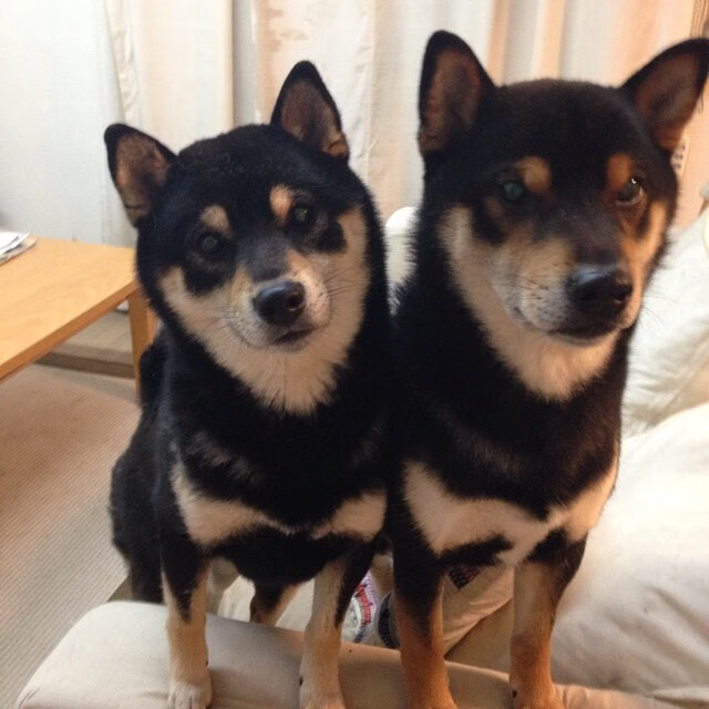 花样滑冰选手服装设计融入传统元素,花样滑冰的服装要求有哪些