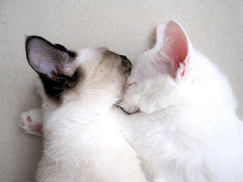 西奥正式加盟新月,转会费2500万欧,西奥经历