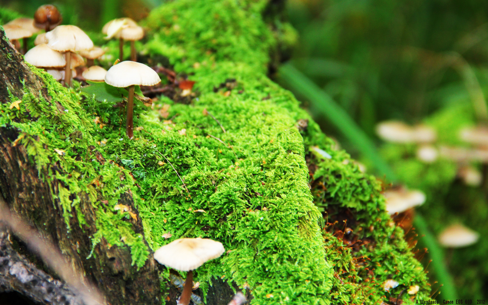 mk体育现在-世界杯最震撼的瞬间：逆境中跑出奇迹，世界杯经典逆袭