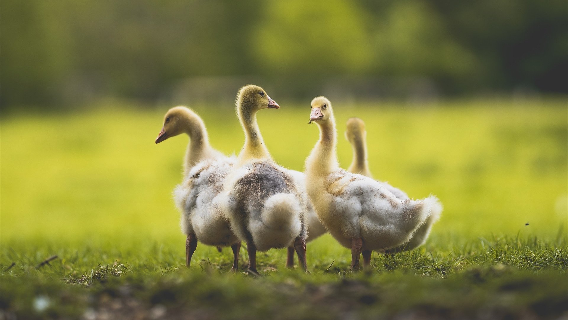mk体育登录-奇库诺娃稳健发挥刷新赛会纪录，库洛洛对奇犽爷爷