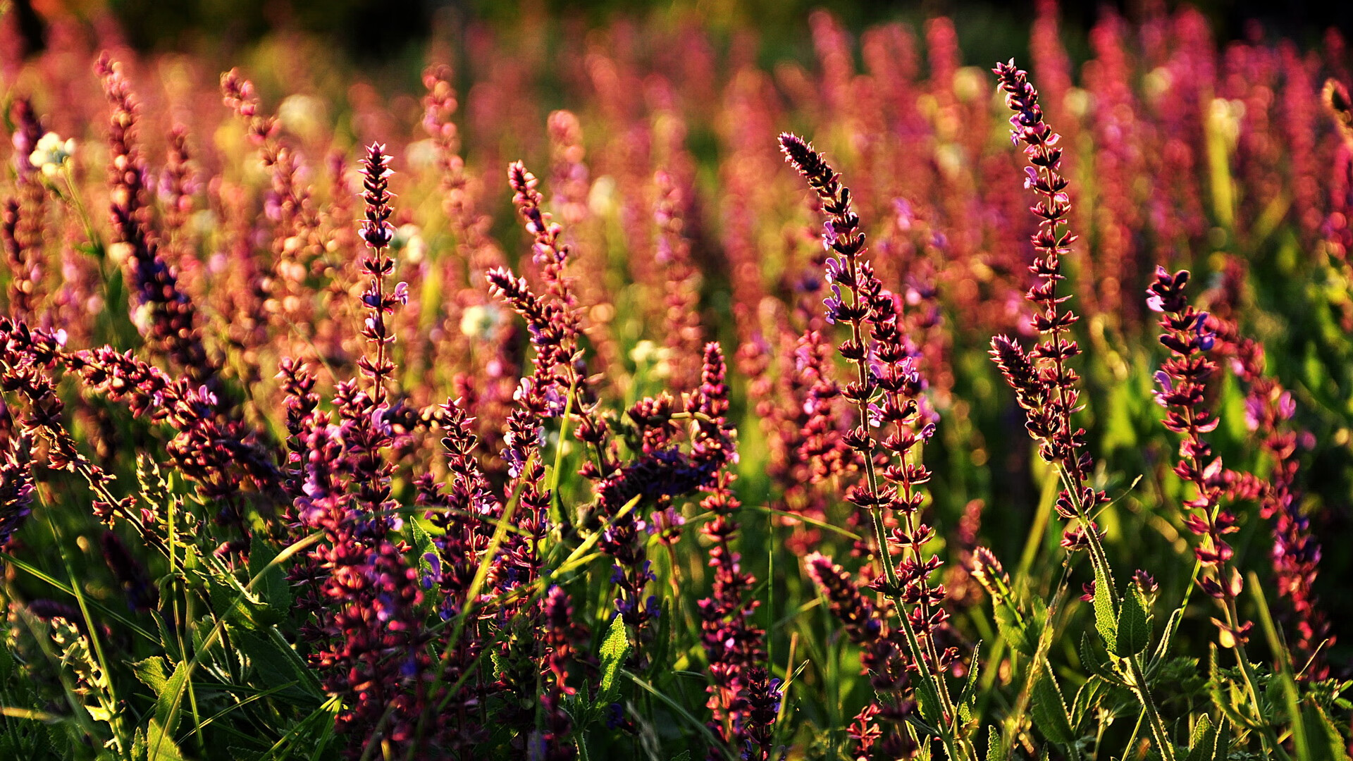 希腊男篮在欧洲锦标赛中再次夺冠,传承辉煌继续绽放,希腊男篮进奥运了吗