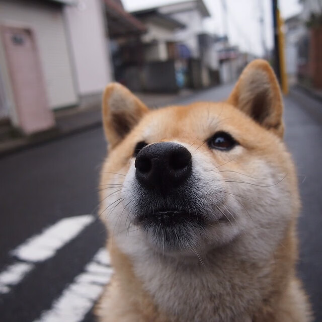 弗朗索瓦·霍尔茨豪伊泽:南非队的战术大师,关键时刻精准调整