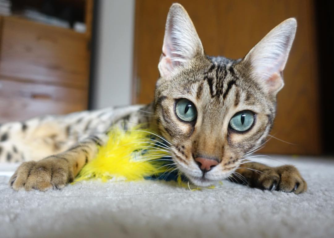 体育mk-教练团队坚持精细化管理逐步提升训练效率与比赛执行力，加强教练员队伍建设