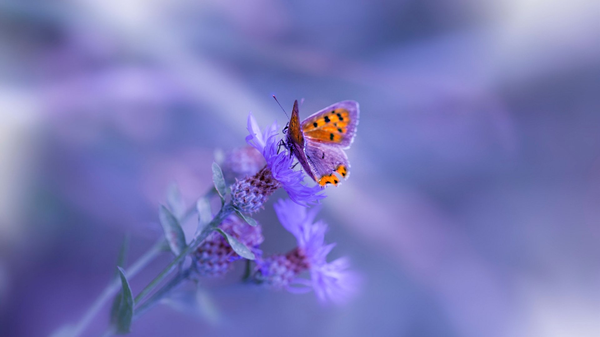 mk体育全站-英格兰男队战术调整吸引全球目光，英格兰男子国家队