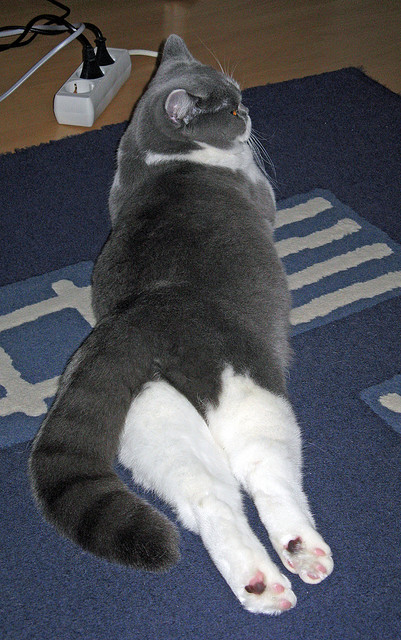 非洲篮球锦标赛决赛日,南非队逆转击败尼日利亚,载誉而归,非洲篮球锦标赛资格赛直播