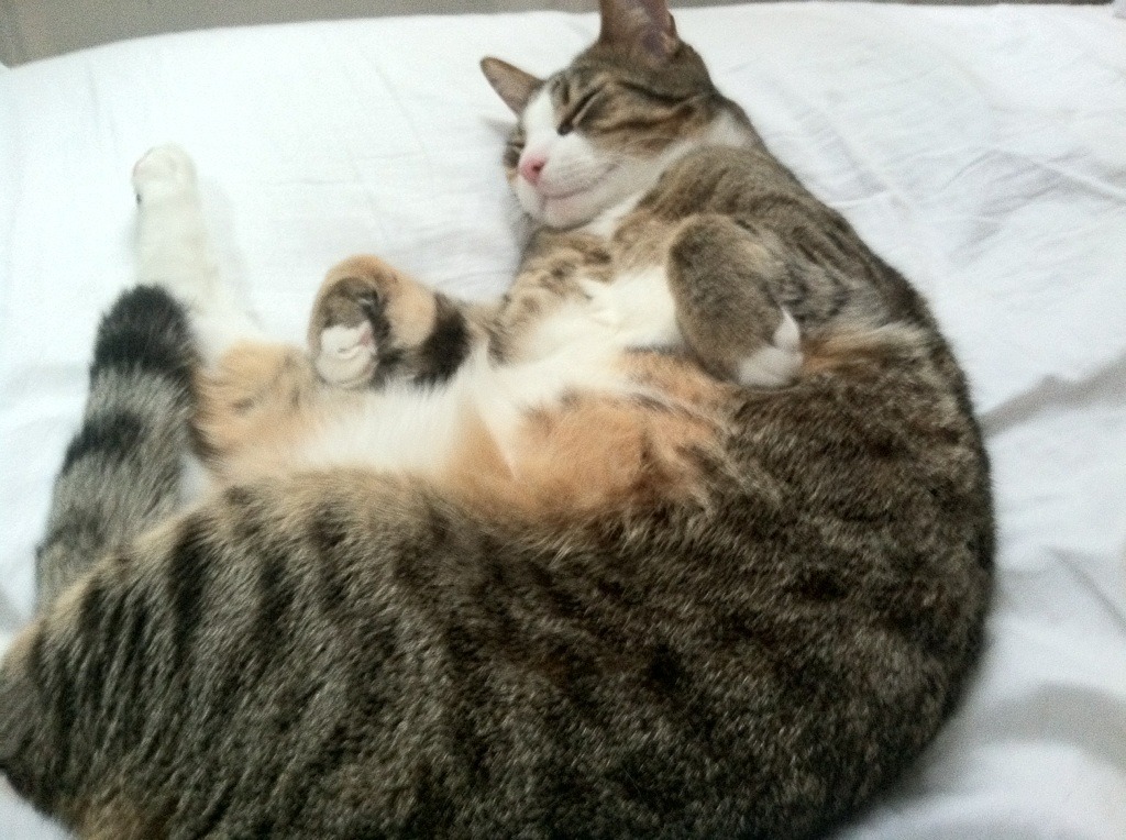 8年磨一剑,登贝莱大器晚成?,登贝莱简介