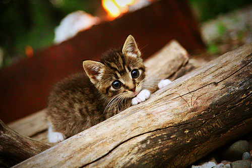 mk体育官网-CBA公司北京民企文化产业百强榜排名公布，位列第76，cba北京的球员有哪些