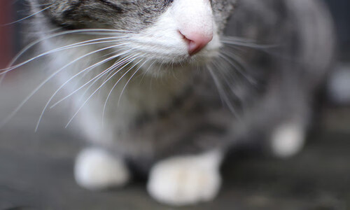 CBA是否鼓励球队打造球员专属球迷互动计划，cba允许球迷入场